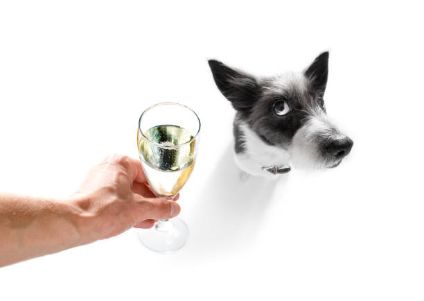 istock happy new year dog celberation 862069534