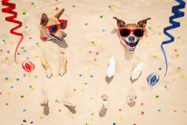 istock happy new year dogs at the beach 862069636