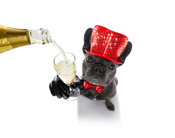 istock happy new year dog celberation 862069652