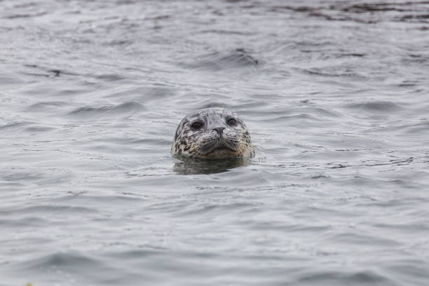istock Harbor Seal in Sea Ranch, California 862072672