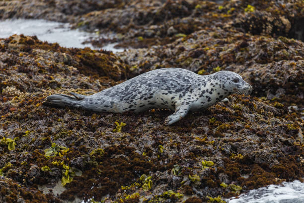 istock Harbor Seal in Sea Ranch 862072676