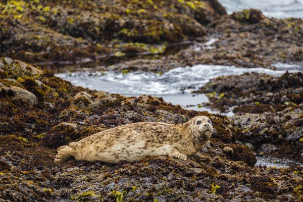 istock Brown Harbor Seal in Sea Ranch, California 862072720