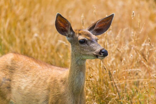 istock A deer feeding on a long grass field in Sea Ranch. 862072788