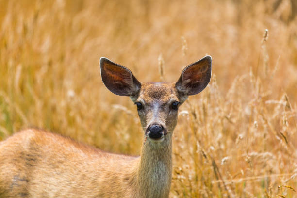 istock A deer’s head looking out in a long grass field in Sea Ranch. 862072802