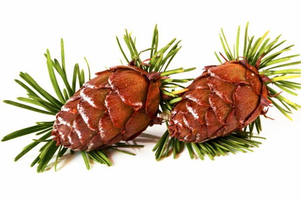 istock Christmas decoration - young european larch tree (Larix) cones isolated on white background 862073100
