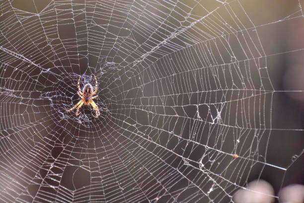 spider e la sua tela - ragno foto e immagini stock