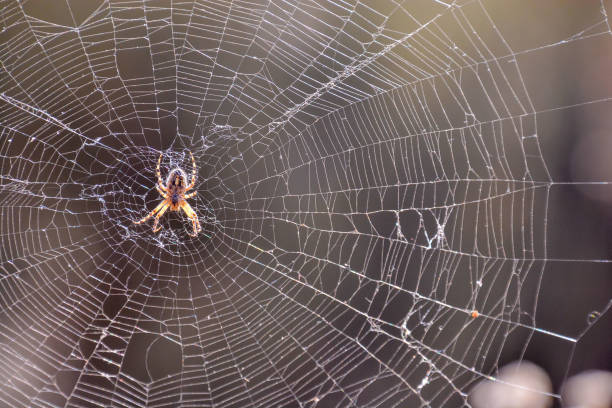 Spider and his Web Photo Picture of a Spider and his Web spider stock pictures, royalty-free photos & images
