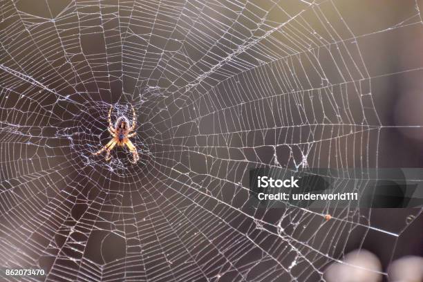 Spider And His Web Stock Photo - Download Image Now - Spider, Winter, Spider Web