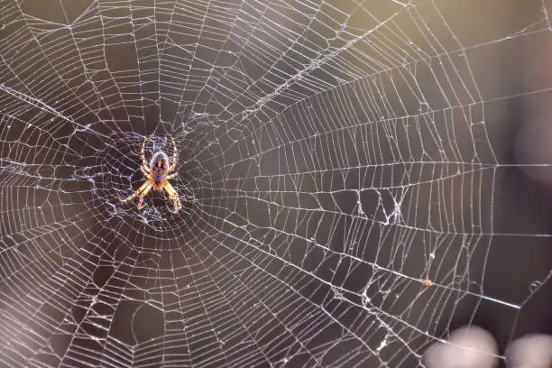 Photo of Spider and his Web