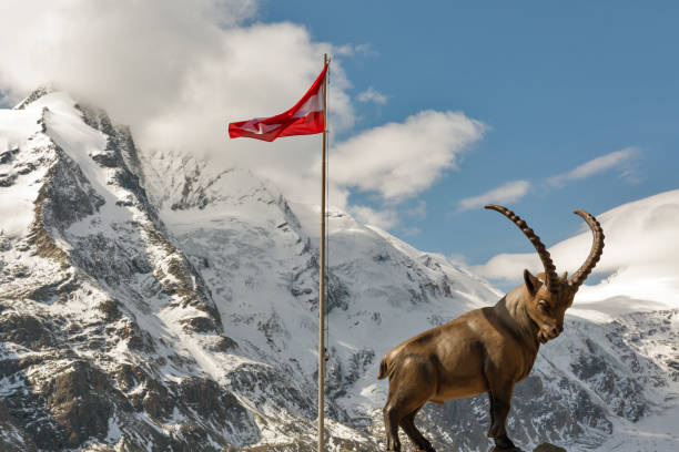 alpine capricorn Steinbock Capra ibex looking at the mountain scenery on a steep mountain rock, brienzer rothorn switzerland alps vertical