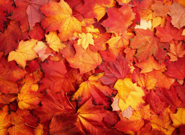 istock Red and Orange Autumn Leaves Background 862080142