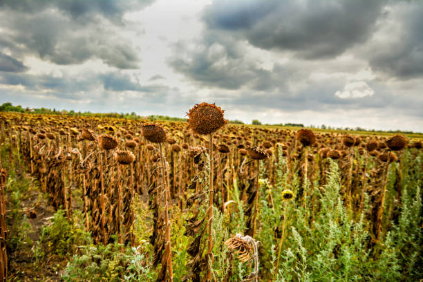 сушеный подсолнечник - sunflower field single flower flower стоковые фото и изображения