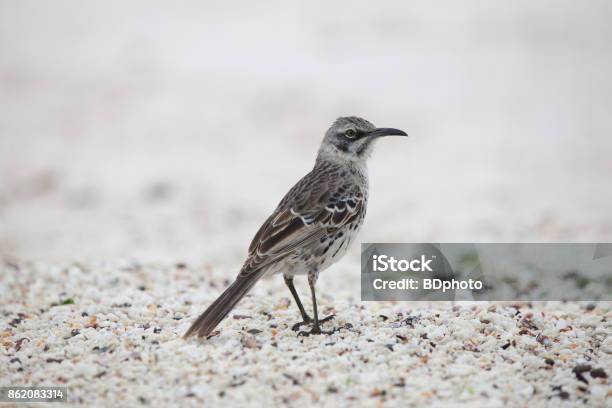 Galapagos Mockingbird Stock Photo - Download Image Now - Mockingbird, Galapagos Islands, Animal Wildlife