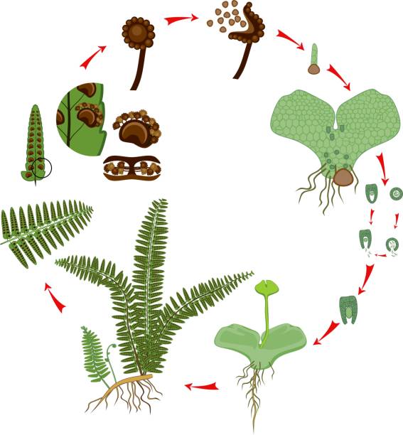 シダのライフ サイクル。二倍体の胞子体と半数体からの段階の交替�とプラントのライフ サイクル - asexual reproduction点のイラスト素材／クリップアート素材／マンガ素材／アイコン素材