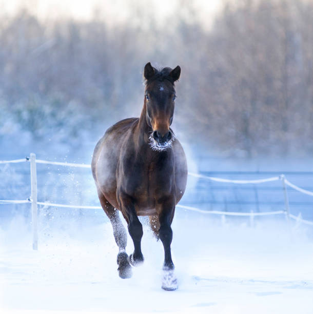bay horse runs in snowy winter paddock