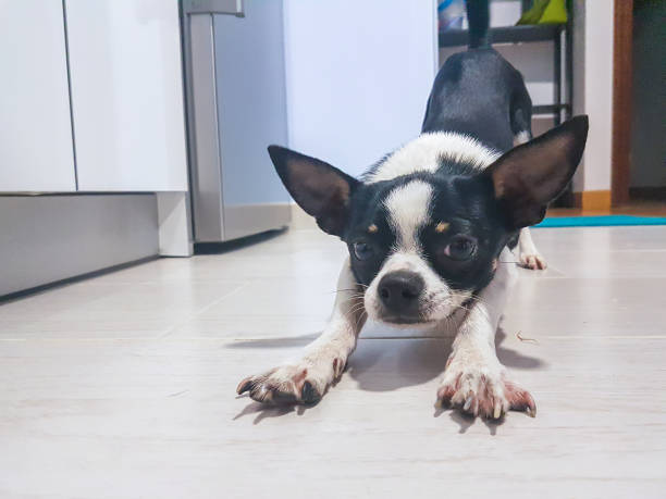 istock Chihuahua puppy stretches after sleeping 862086424