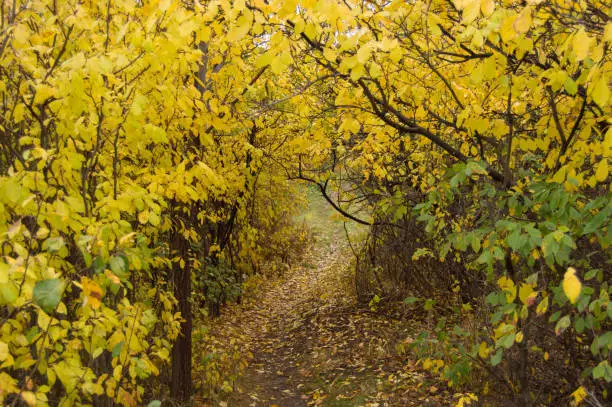 Autumn tree with yellow leaf in fall forest