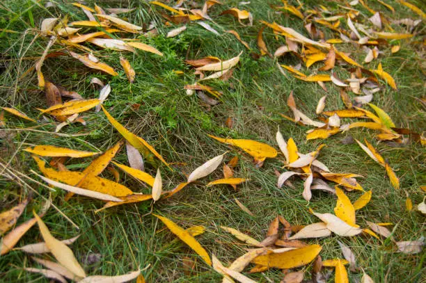 Yellow leaf willow fall on grass in forest