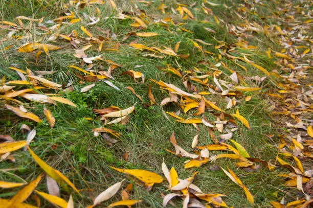 Leaf willow autumn on grass in forest