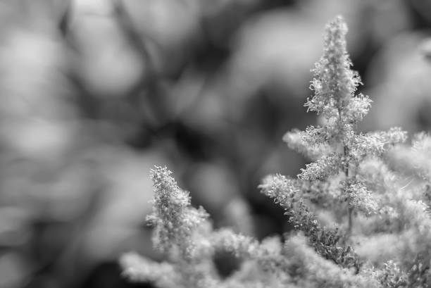 istock Flowers in the garden by day 862101192