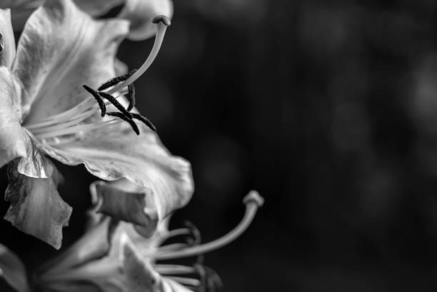 istock Flowers in the garden by day 862101608