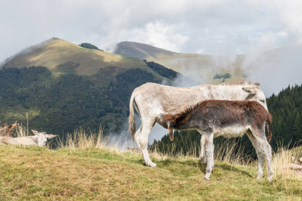 donkey jenny feeding foal on alpine meadow