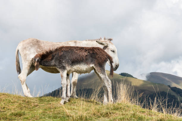 istock donkey jenny with suckling foal on alpine meadow 862105804