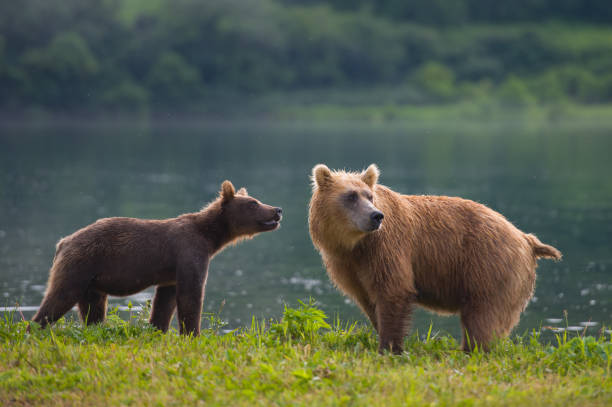 istock Mom bear and bear cub 862106970