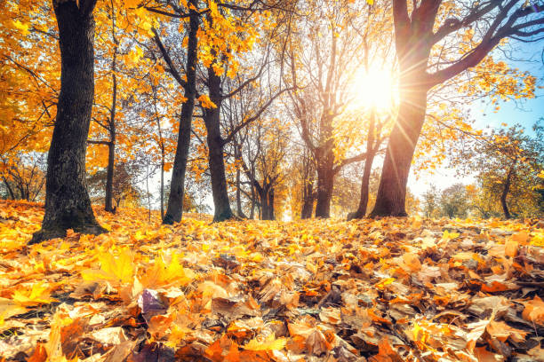 istock Bright foliage in autumn park 862107994