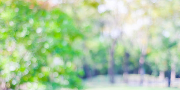 istock Blur park with bokeh light background, nature, garden, spring and summer season 862108074