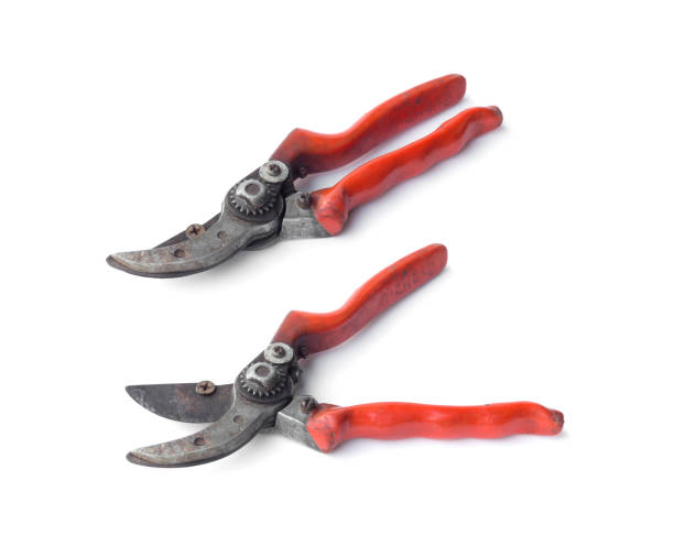 istock Pruning shears or gardening clipper on isolated background 862112336