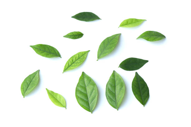istock Green leaf isolated on the white background 862112354