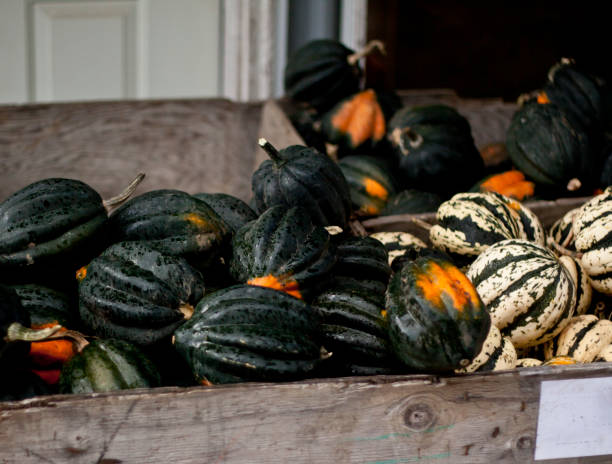 istock Pumpkins at a pumpkin farm 862112526