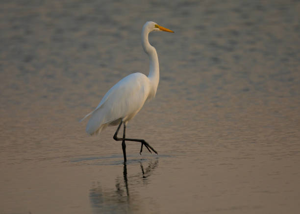 istock Great egret standing in a North California marsh 862113514