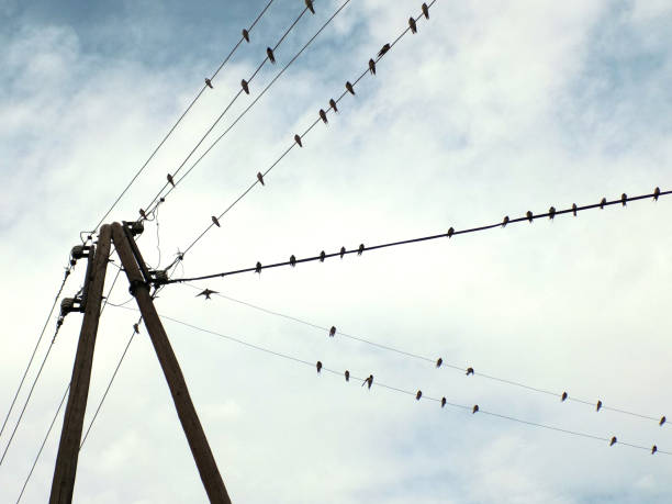 istock Swallows on the cables and old wooden pole 862117252