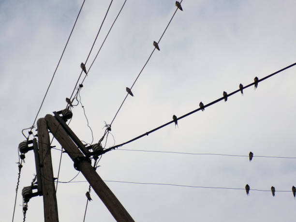 istock Swallows on the cables and old wooden pole 862117256