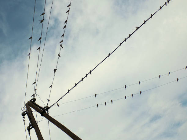 istock Swallows on the cables and old wooden pole 862117274