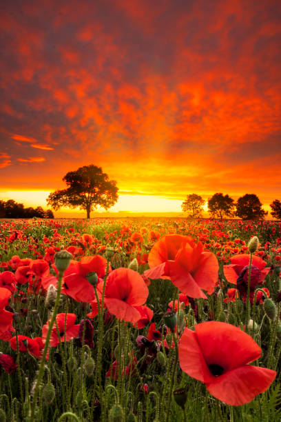 campos de amapolas bajo un cielo espectacular - poppy field fotos fotografías e imágenes de stock