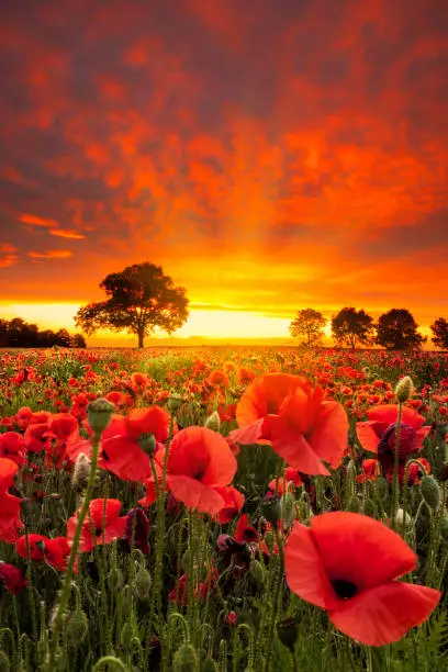 Red Poppies fields under dramatic skies near sunset. Crepuscular rays give an ethereal feel