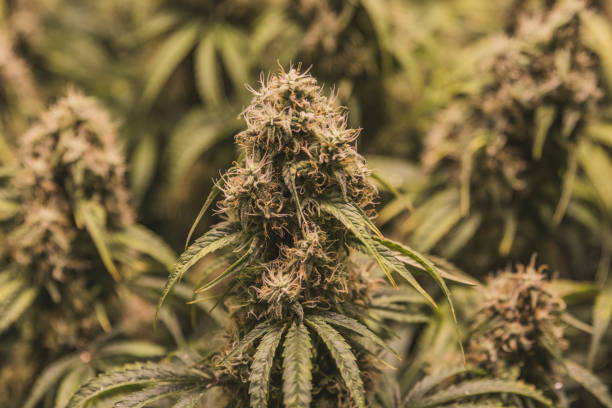 Close up healthy marijuana plant bud stock photo
