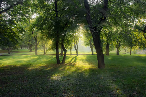 istock Backlight sunset shot of trees and grass at park landscape 862123874