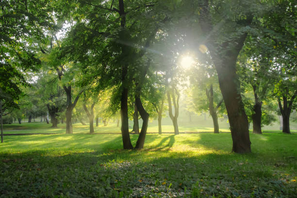 istock Backlight sunset shot of trees and grass at park landscape 862123876