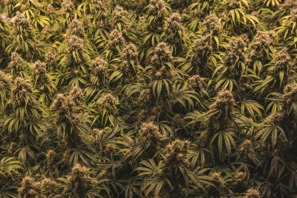 "sea of green" marijuana grow technique stock photo