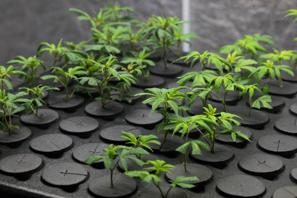 istock Fresh young cannabis clones 862124574