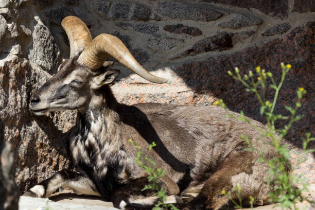 król gór skalistych kaukazu, tur wschodnioazjatycki - paridigitate mammals zdjęcia i obrazy z banku zdjęć