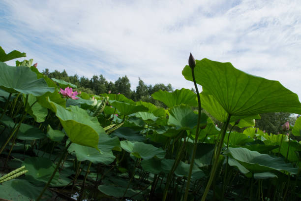 istock gentle lake with blooming lotuses 862125526