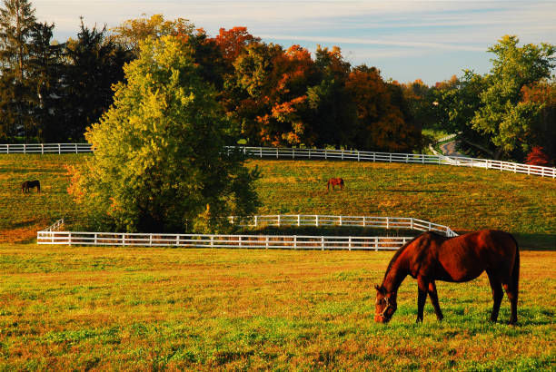 cheval de pâturage en automne - southern charm photos et images de collection