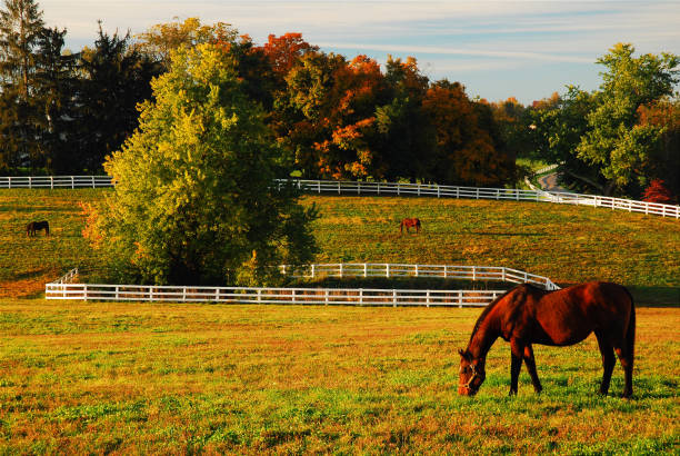 horse grazing in autumn - southern charm imagens e fotografias de stock