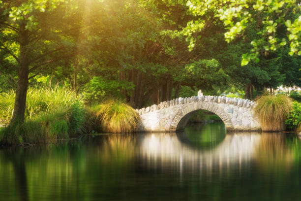 Beautiful bridge in a botanical garden under warm sunlight in summer reflecting over pond water. Shot in a garden in Queenstown, New Zealand.