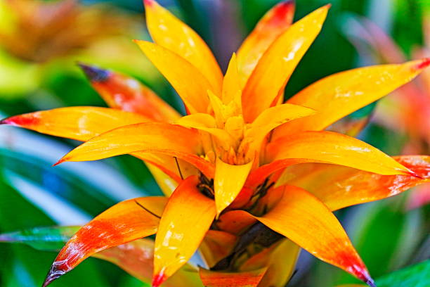 Idyllic Bromeliad Flower head Nidularium blossom bloom, delicate colorful plants - Beautiful Guzmania landscape - Botanical family: Bromeliaceae - Tropical plants in Brazilian Amazon rainforest and Pantanal Wetlands - Brazil